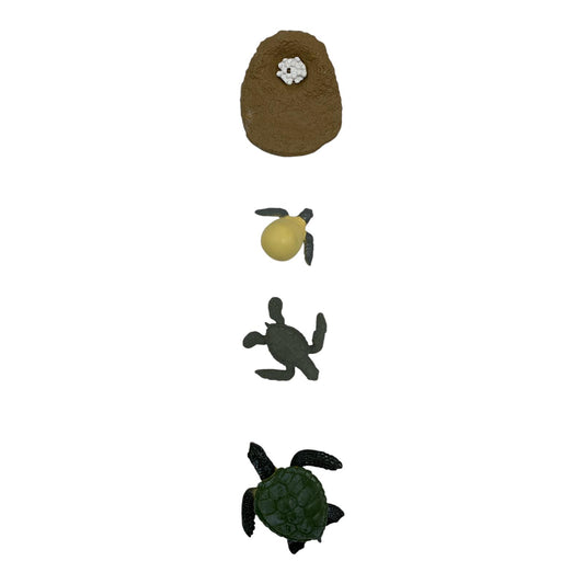 Educational Scientific Toys Life Cycle Set Turtle || مجموعة العاب علمية دورة حياة سلحفاة