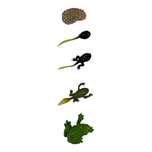 Educational Scientific Toys Life Cycle Set Frog || مجموعة العاب علمية دورة حياة الضفدع