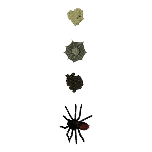 Educational Scientific Toys Life Cycle Set Spider || مجموعة العاب علمية دورة حياة العنكبوت