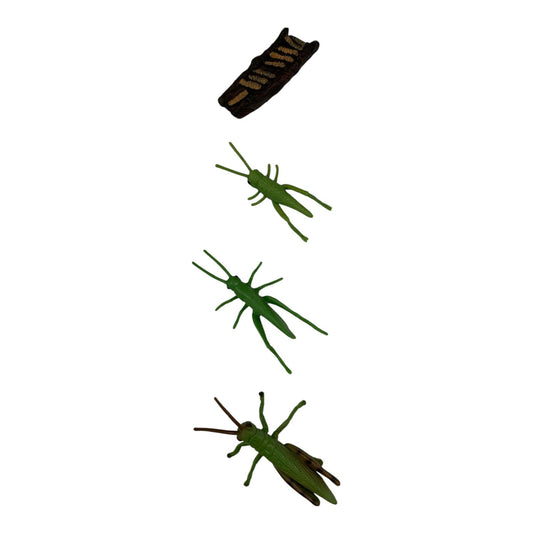 Educational Scientific Toys Life Cycle Set Grasshopper || مجموعة العاب علمية دورة حياة الجندب