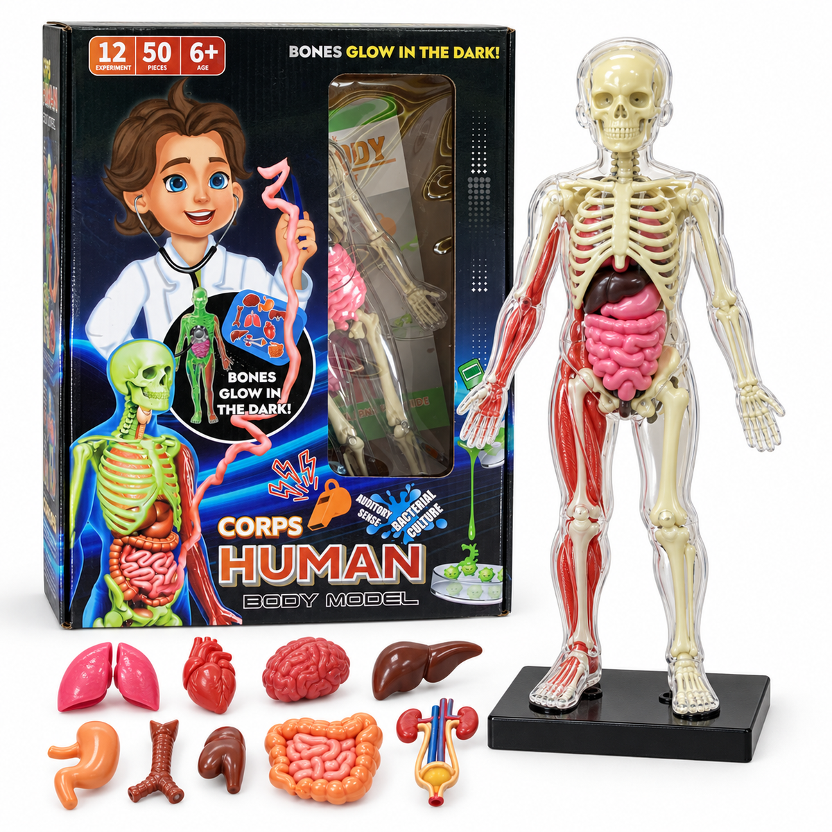 Corps Human Body Model Glow in the Dark Scientific Toy Set || لعبة علمية تشريح جسم الانسان مضيئ بالظلام