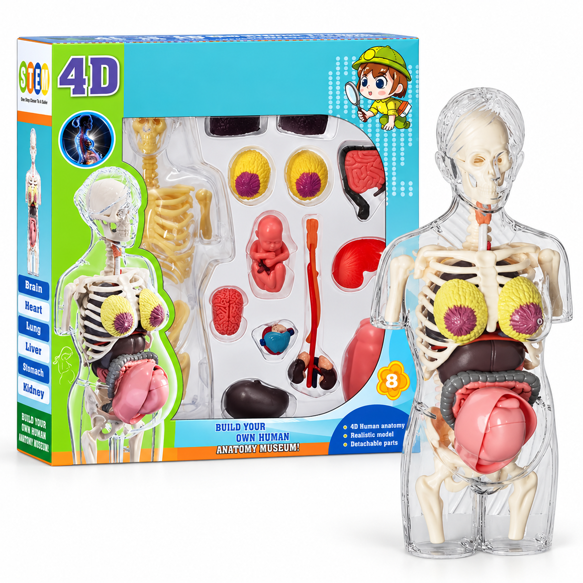 4D Transperant Pregnancy Torso Model Scientific Toy Set || لعبة علمية مجسم المرأة الحامل رباعية الابعاد