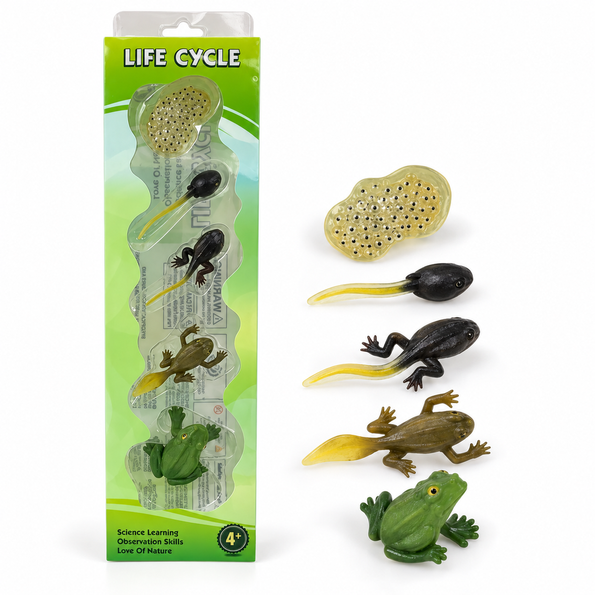 Educational Scientific Toys Life Cycle Set Frog || مجموعة العاب علمية دورة حياة الضفدع