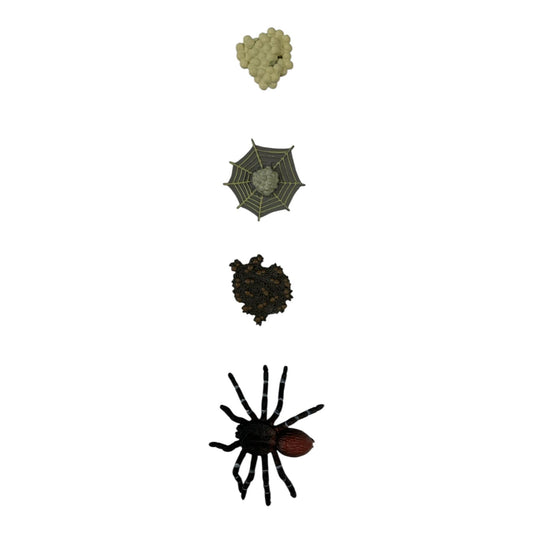 Educational Scientific Toys Life Cycle Set Spider || مجموعة العاب علمية دورة حياة العنكبوت