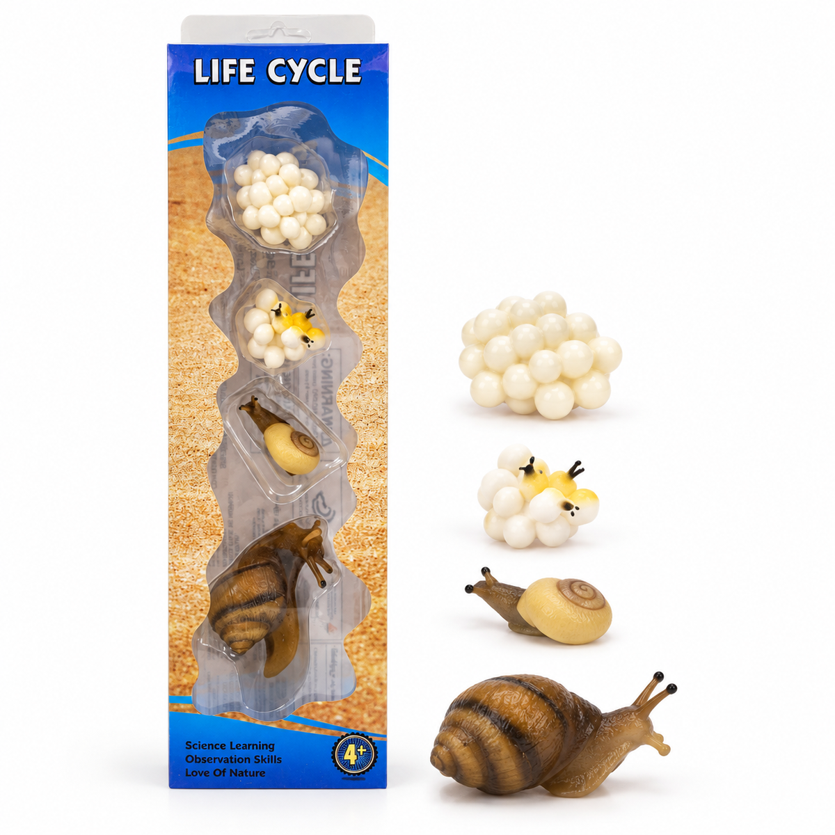 Educational Scientific Toys Life Cycle Set Snail || مجموعة العاب علمية دورة حياة الحلزون