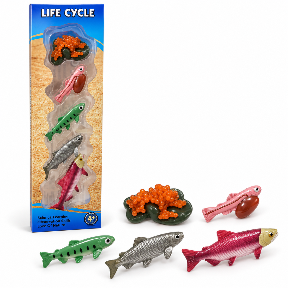 Educational Scientific Toys Life Cycle Set Fish || مجموعة العاب علمية دورة حياة الاسماك