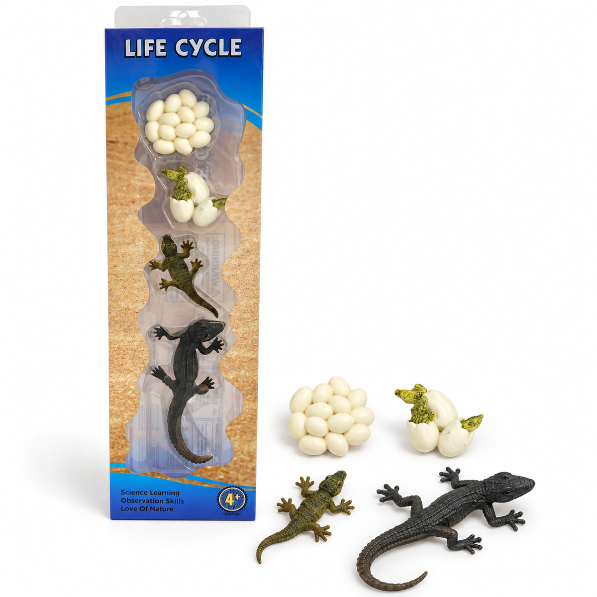 Educational Scientific Toys Life Cycle Set Lizard || مجموعة العاب علمية دورة حياة البريعصي