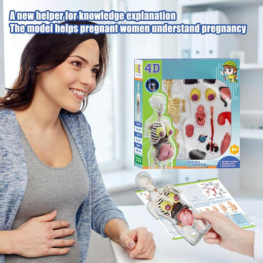 4D Transperant Pregnancy Torso Model Scientific Toy Set || لعبة علمية مجسم المرأة الحامل رباعية الابعاد