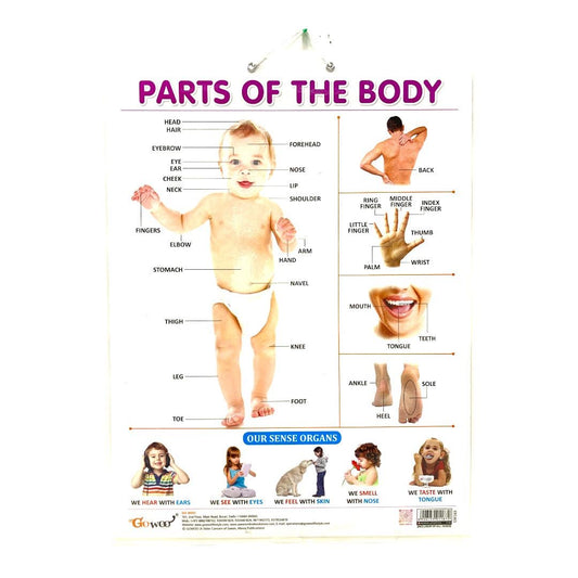English Educational Posters Parts of the Body || وسيلة انجليزي اجزاء الجسم