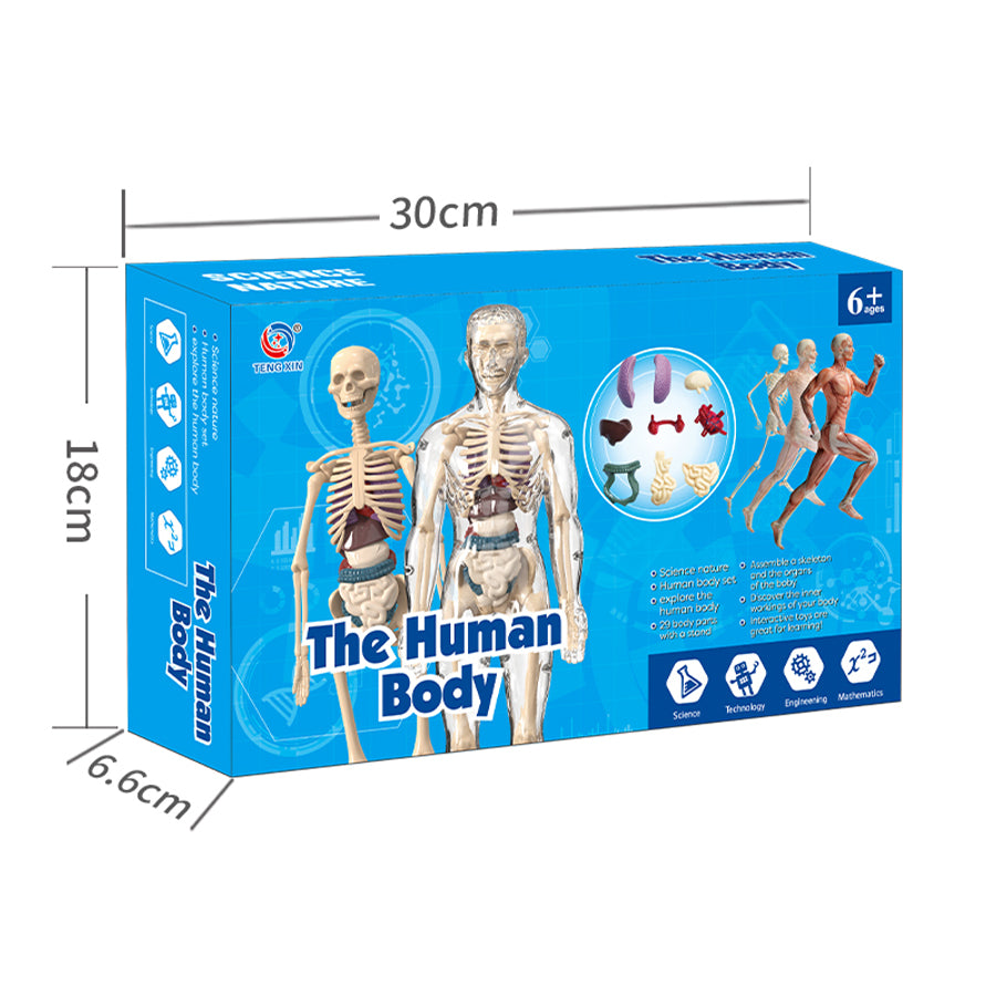 The Human Body Scientific Toy Set || لعبة علمية جسم الانسان
