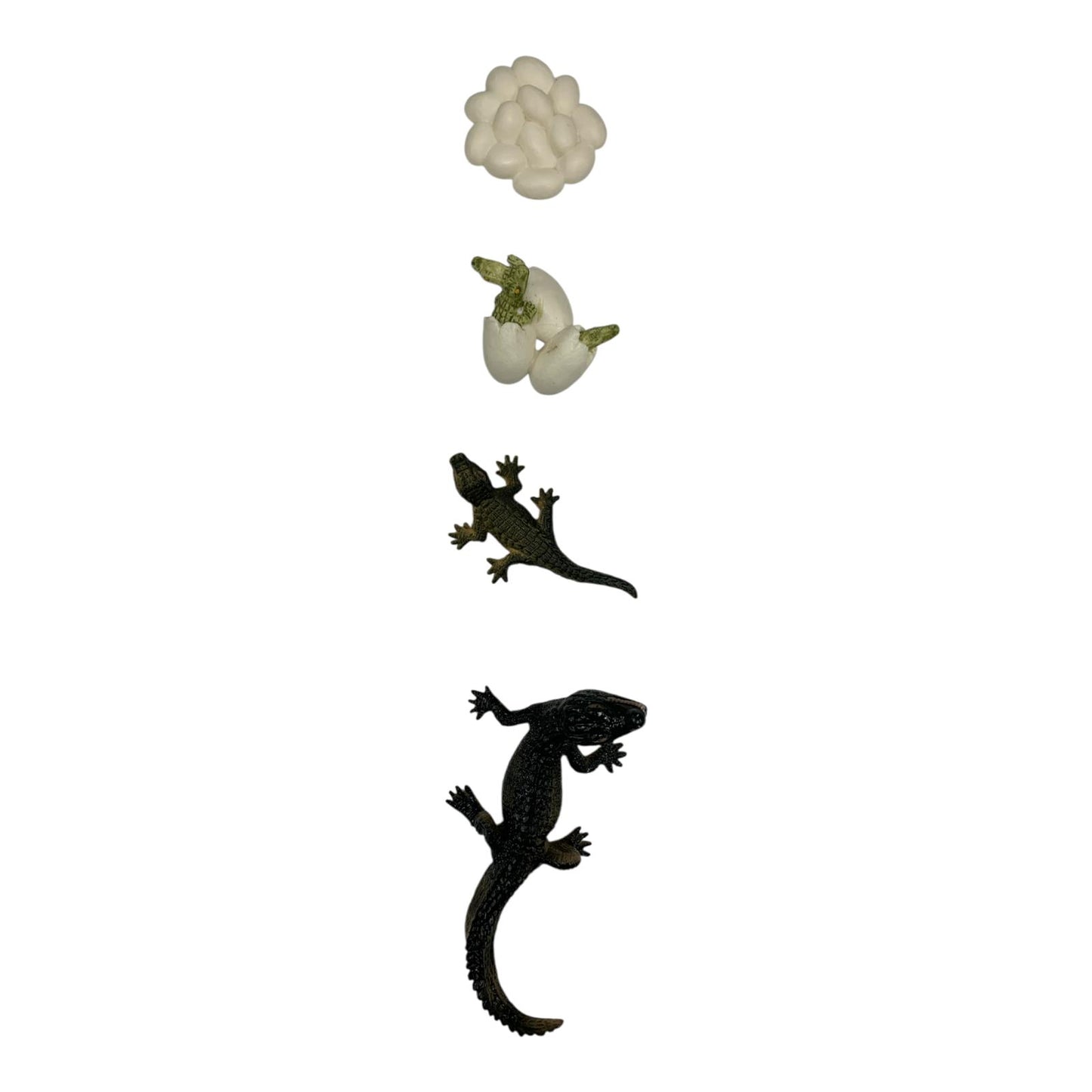 Educational Scientific Toys Life Cycle Set Lizard || مجموعة العاب علمية دورة حياة البريعصي