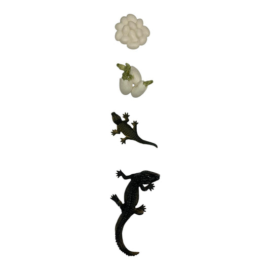 Educational Scientific Toys Life Cycle Set Lizard || مجموعة العاب علمية دورة حياة البريعصي