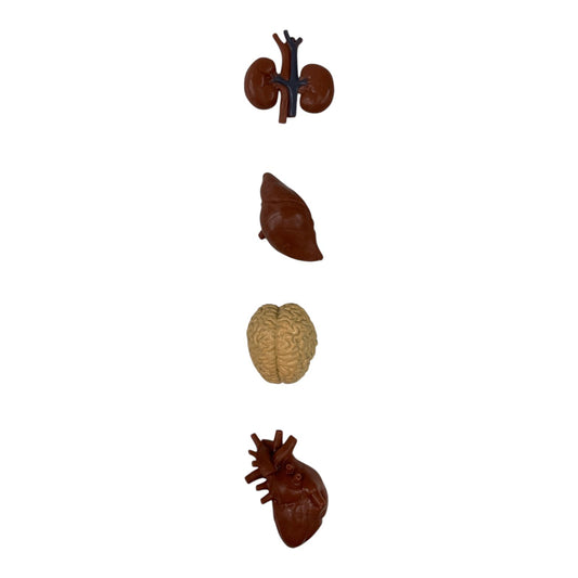 Educational Scientific Toys Life Cycle Set Human Organs || مجموعة العاب علمية دورة حياة الاعضاء البشرية