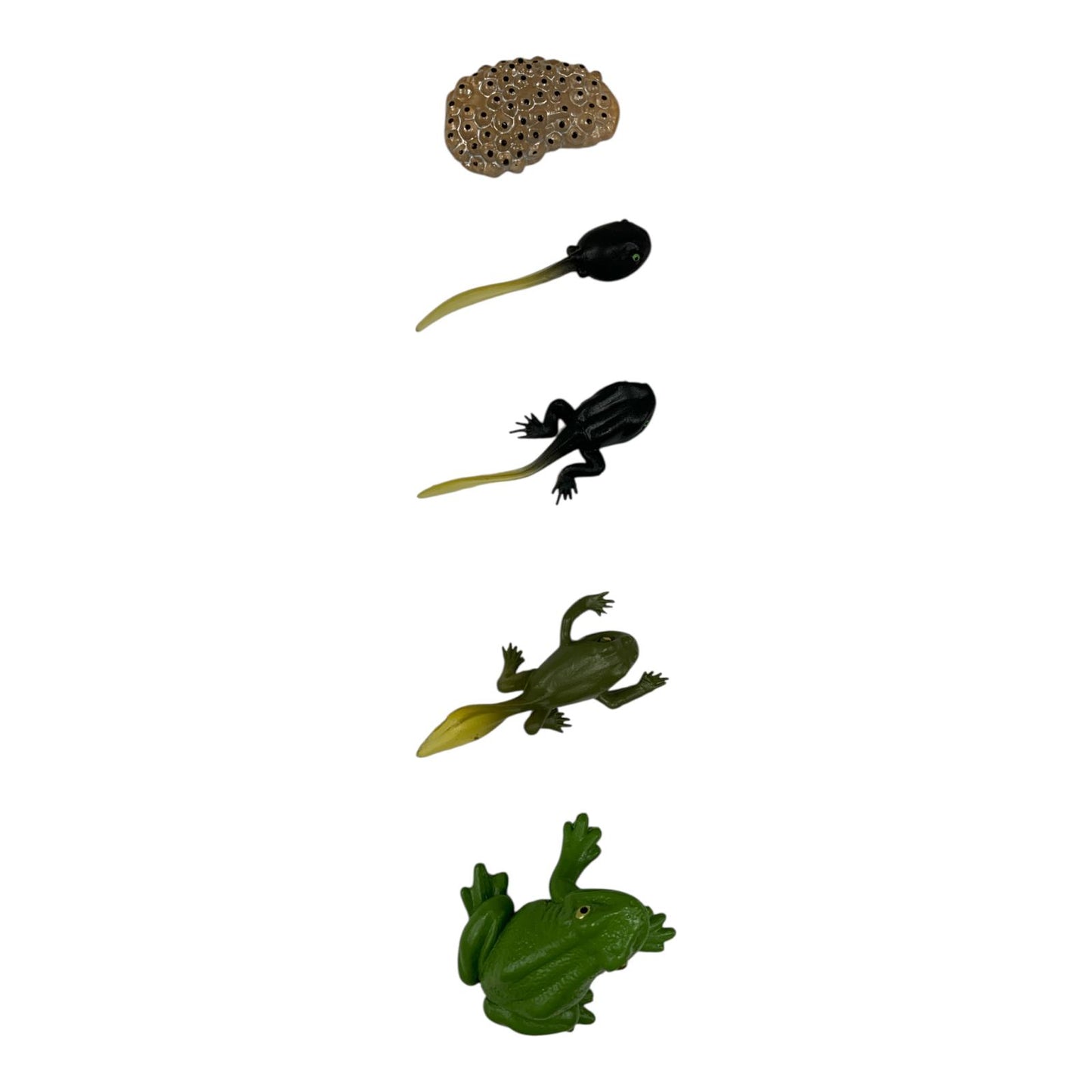 Educational Scientific Toys Life Cycle Set Frog || مجموعة العاب علمية دورة حياة الضفدع