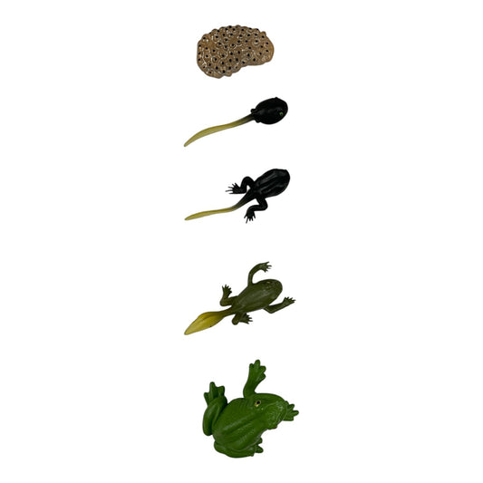 Educational Scientific Toys Life Cycle Set Frog || مجموعة العاب علمية دورة حياة الضفدع