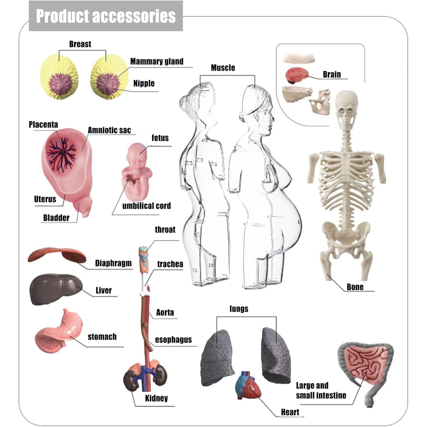 4D Transperant Pregnancy Torso Model Scientific Toy Set || لعبة علمية مجسم المرأة الحامل رباعية الابعاد