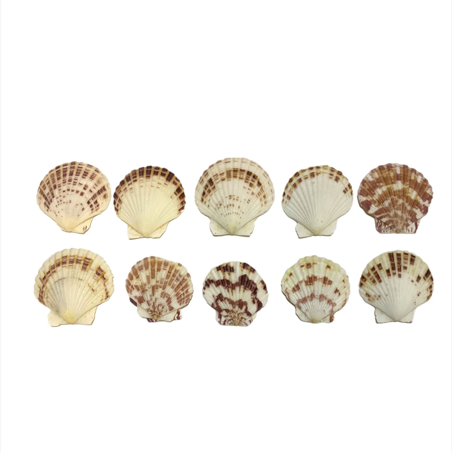 A&T DIY Sea Shells 🐚 || اصداف اشغال يدوية