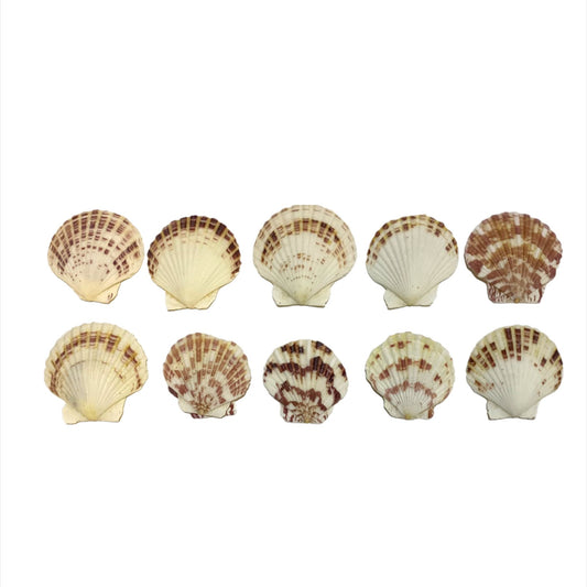 A&T DIY Sea Shells 🐚 || اصداف اشغال يدوية