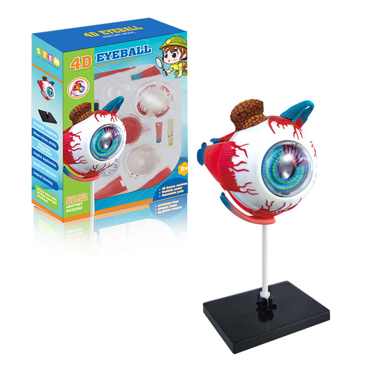 4D Eyeball Anatomy Model Scientific Toy Set || لعبة علمية اجزاء العين البشرية رباعية الابعاد