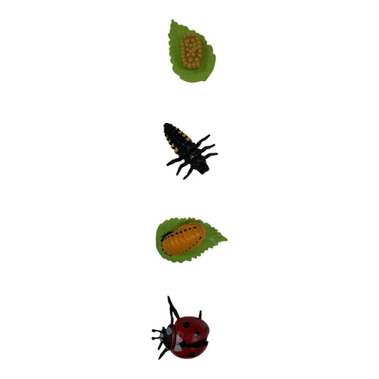 Educational Scientific Toys Life Cycle Set Red Beetle || مجموعة العاب علمية دورة حياة خنفساء حمرا