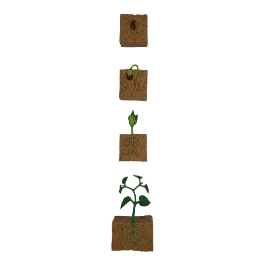 Educational Scientific Toys Life Cycle Set Plant || مجموعة العاب علمية دورة حياة النبته