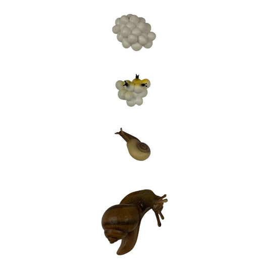 Educational Scientific Toys Life Cycle Set Snail || مجموعة العاب علمية دورة حياة الحلزون