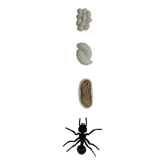 Educational Scientific Toys Life Cycle Set Spider || مجموعة العاب علمية دورة حياة عنكبوت