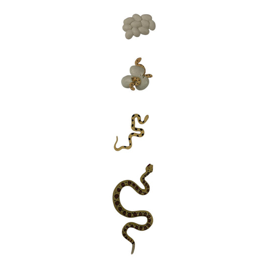 Educational Scientific Toys Life Cycle Set Snake || مجموعة العاب علمية دورة حياة الافعى