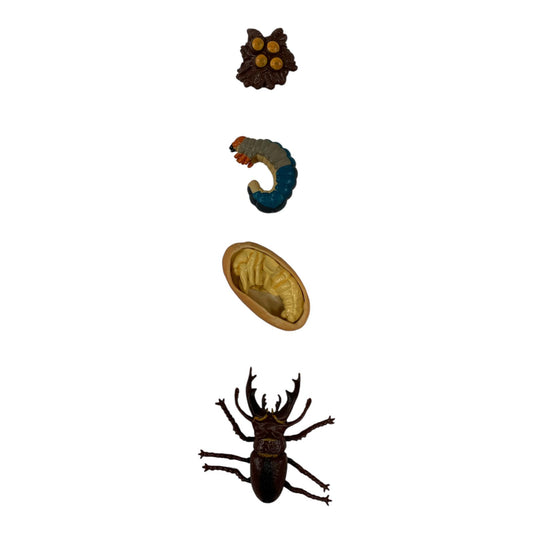 Educational Scientific Toys Life Cycle Set Bettle || مجموعة العاب علمية دورة حياة الخنفساء