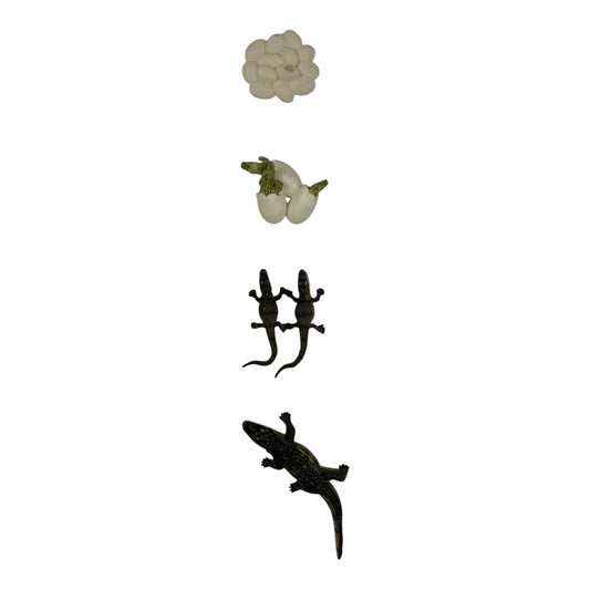 Educational Scientific Toys Life Cycle Set Alligator || مجموعة العاب علمية دورة حياة التمساح