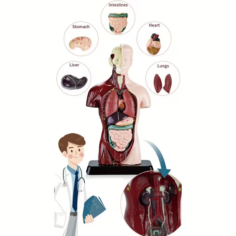 Body Human Anatomy Model Torso Scientific Toy Set  || لعبة علمية اعضاء جسم الانسان من الجذع الى الاعلى