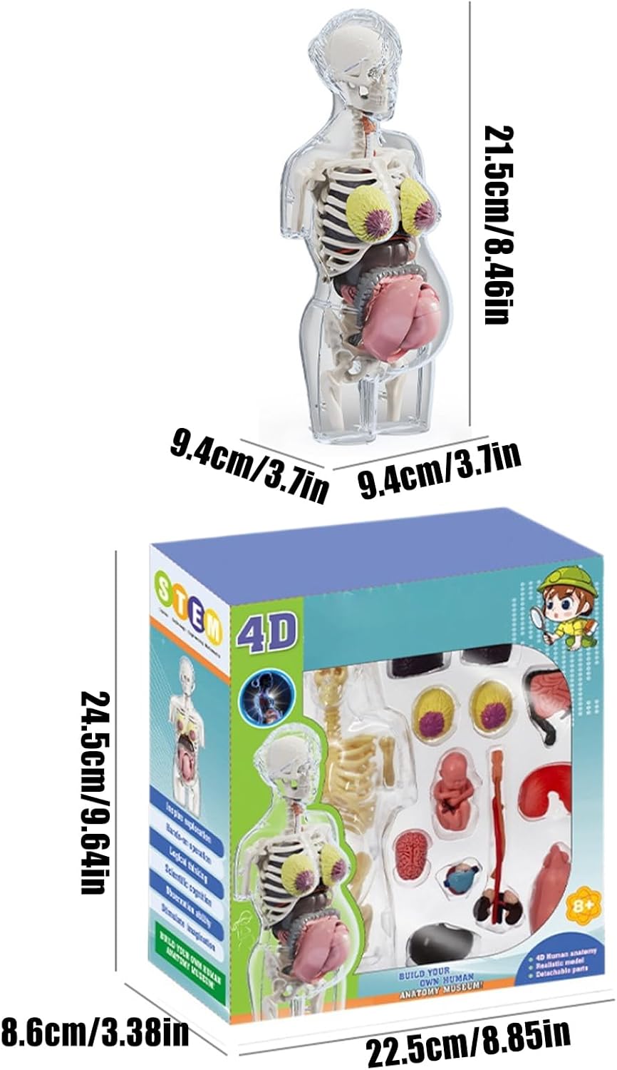 4D Transperant Pregnancy Torso Model Scientific Toy Set  || لعبة علمية مجسم المرأة الحامل رباعية الابعاد