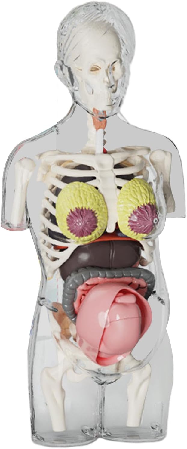 4D Transperant Pregnancy Torso Model Scientific Toy Set  || لعبة علمية مجسم المرأة الحامل رباعية الابعاد