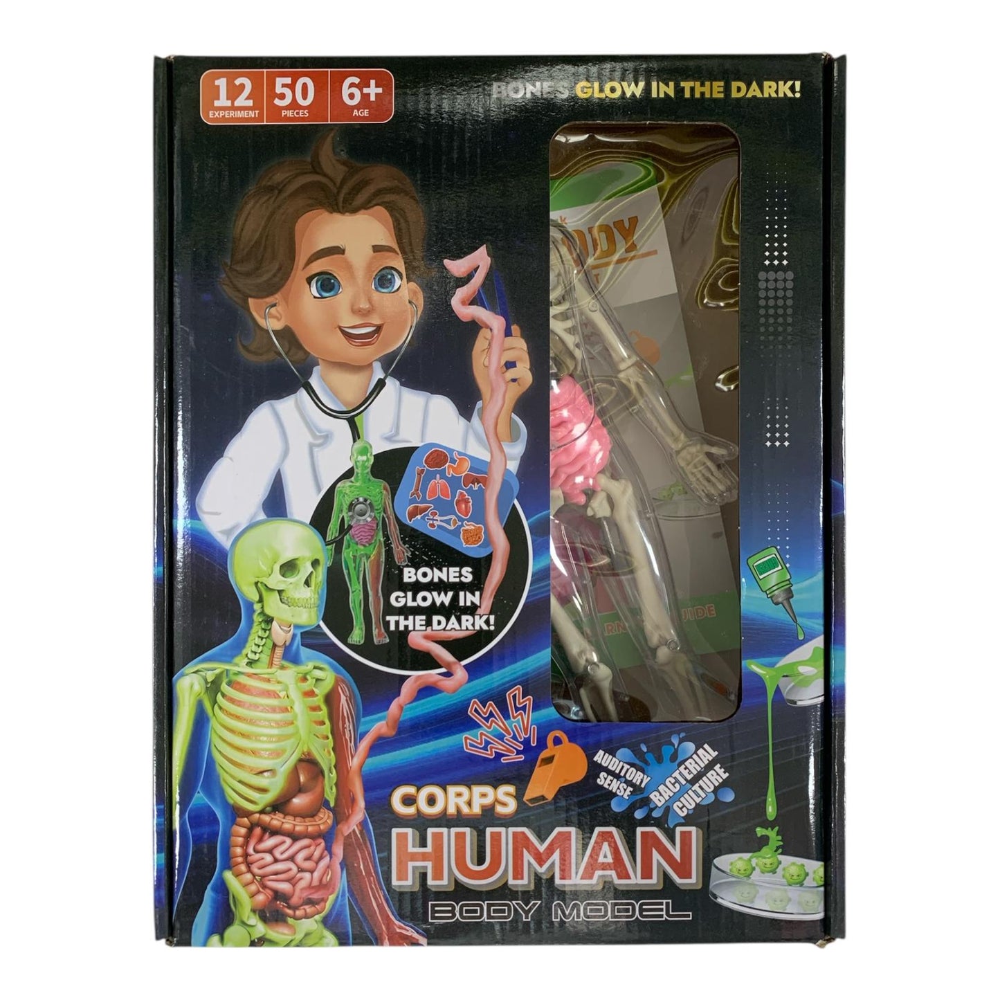 Corps Human Body Model Glow in the Dark Scientific Toy Set  || لعبة علمية تشريح جسم الانسان مضسئ بالظلام