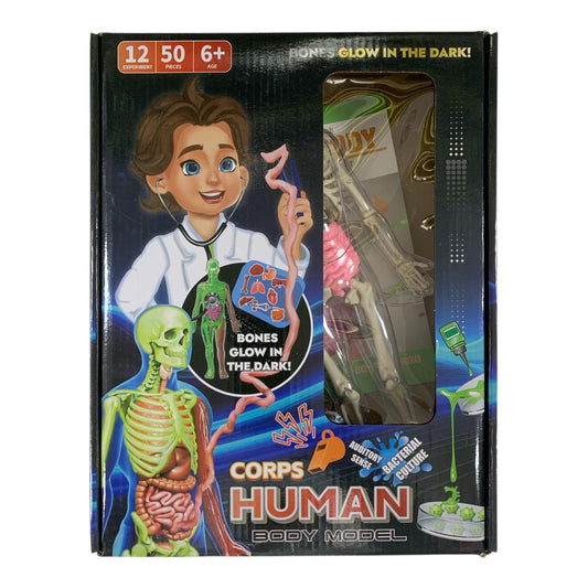 Corps Human Body Model Glow in the Dark Scientific Toy Set  || لعبة علمية تشريح جسم الانسان مضسئ بالظلام
