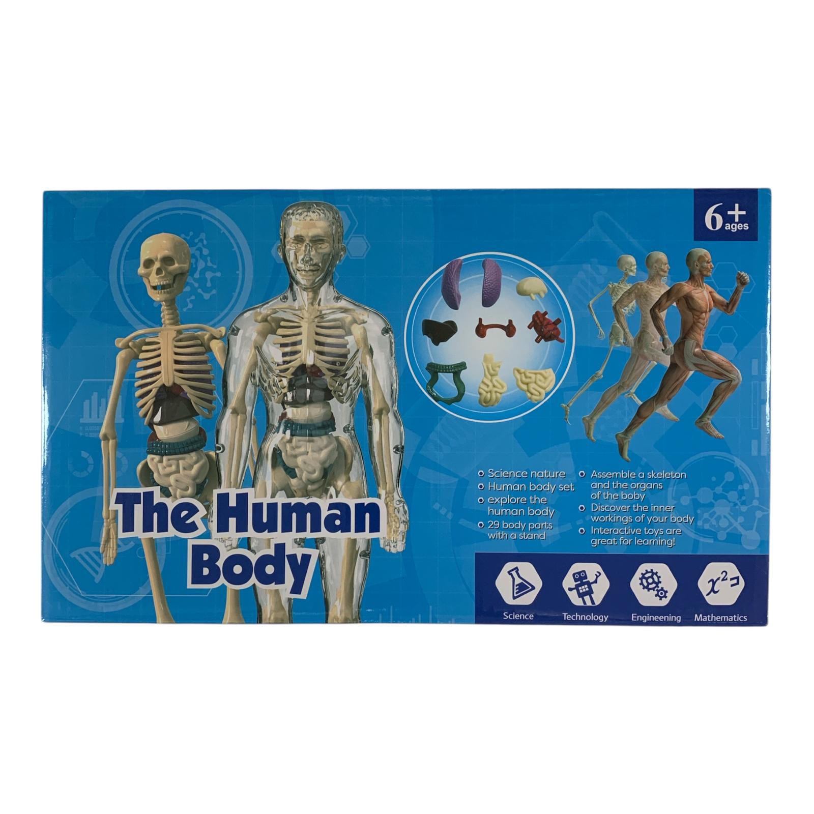 The Human Body Scientific Toy Set  || لعبة علمية جسم الانسان