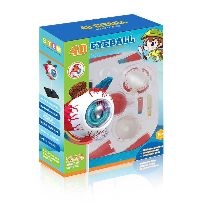 4D Eyeball Anatomy Model Scientific Toy Set  || لعبة علمية اجزاء العين البشرية رباعية الابعاد