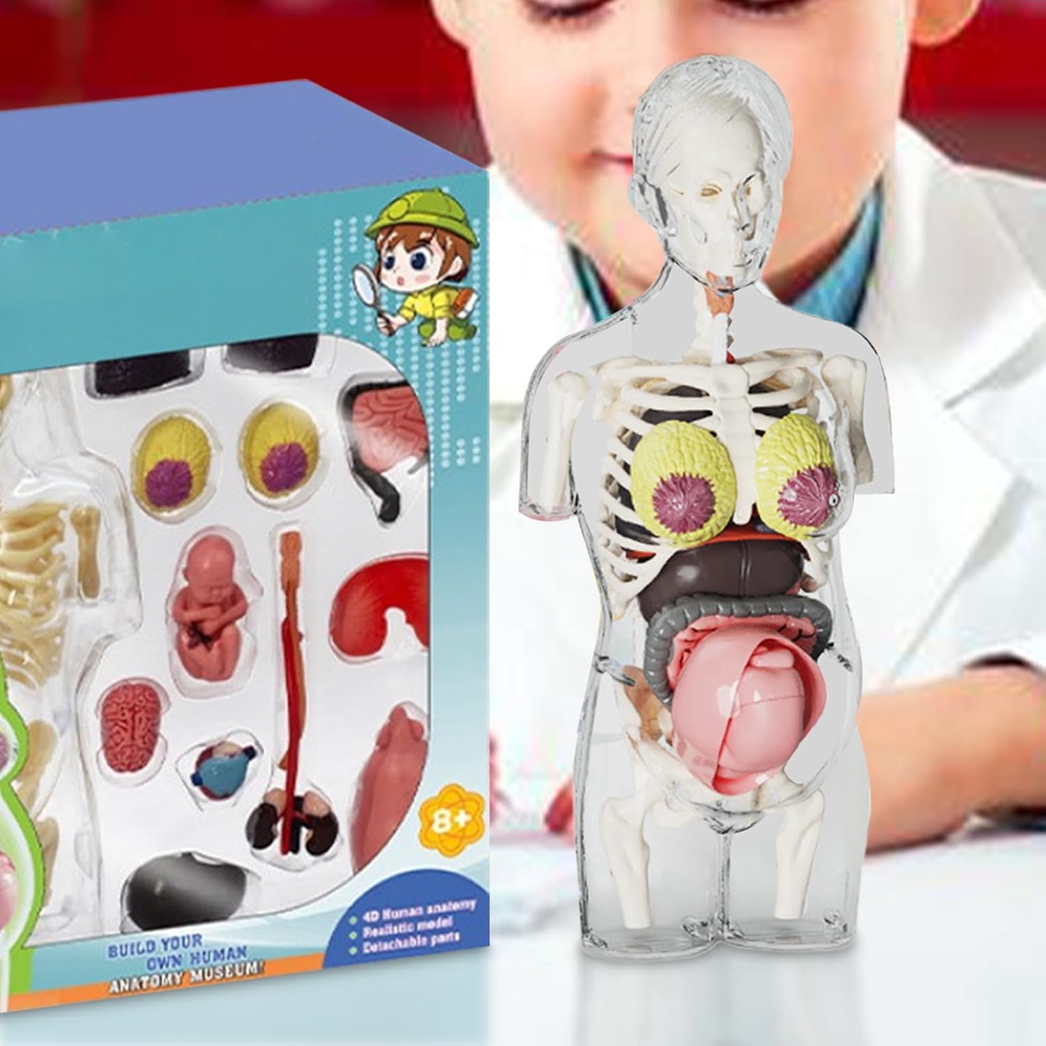 4D Transperant Pregnancy Torso Model Scientific Toy Set – Maktabakw