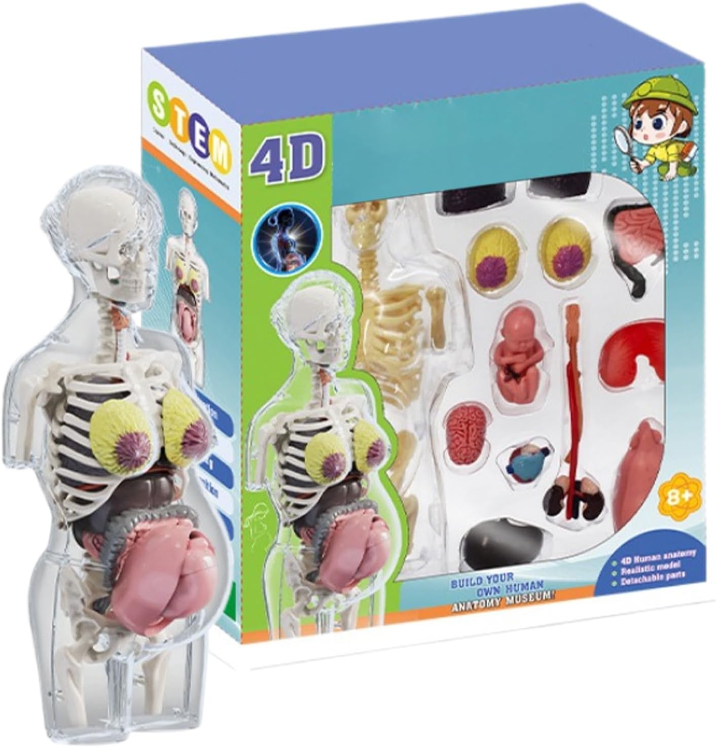 4D Transperant Pregnancy Torso Model Scientific Toy Set  || لعبة علمية مجسم المرأة الحامل رباعية الابعاد