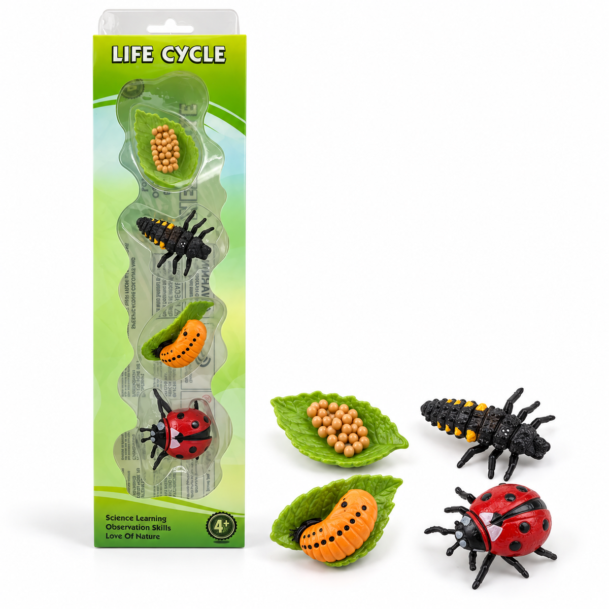 Educational Scientific Toys Life Cycle Set Red Beetle || مجموعة العاب علمية دورة حياة خنفساء حمرا