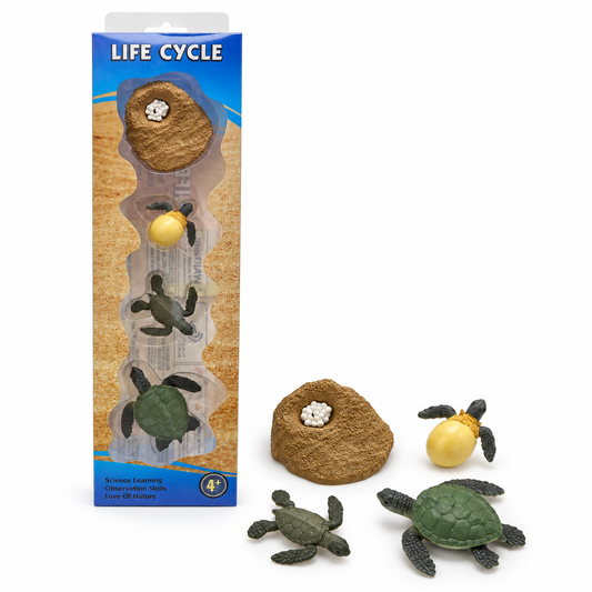Educational Scientific Toys Life Cycle Set Turtle || مجموعة العاب علمية دورة حياة سلحفاة