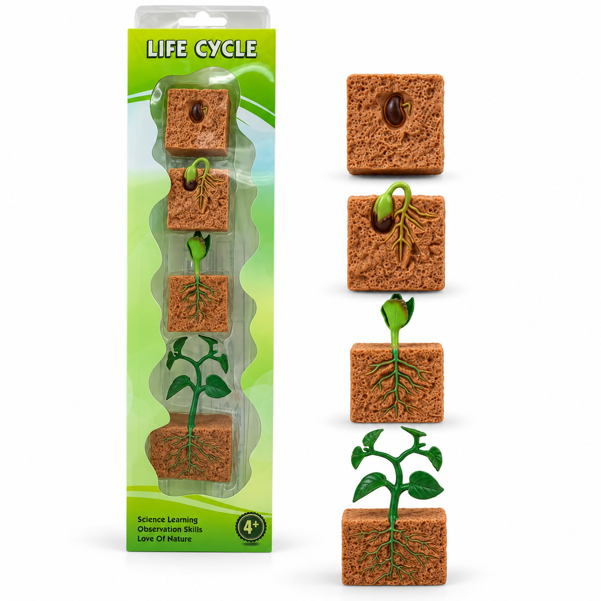 Educational Scientific Toys Life Cycle Set Plant || مجموعة العاب علمية دورة حياة النبته