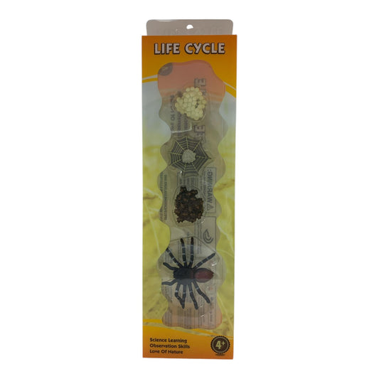 Educational Scientific Toys Life Cycle Set Spider || مجموعة العاب علمية دورة حياة العنكبوت