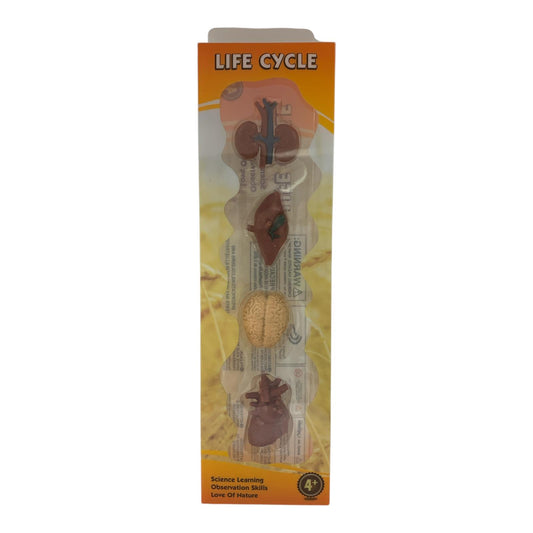 Educational Scientific Toys Life Cycle Set Human Organs || مجموعة العاب علمية دورة حياة الاعضاء البشرية
