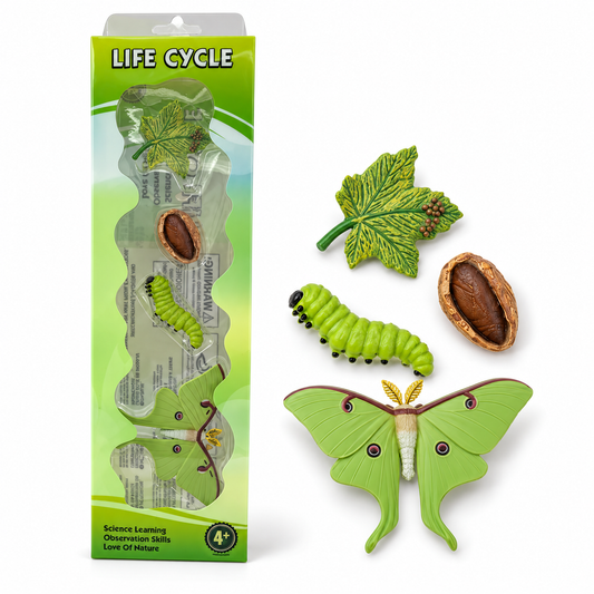 Educational Scientific Toys Life Cycle Set Luna Moth || مجموعة العاب علمية دورة عثة لونا