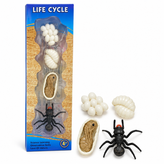 Educational Scientific Toys Life Cycle Set Spider || مجموعة العاب علمية دورة حياة عنكبوت