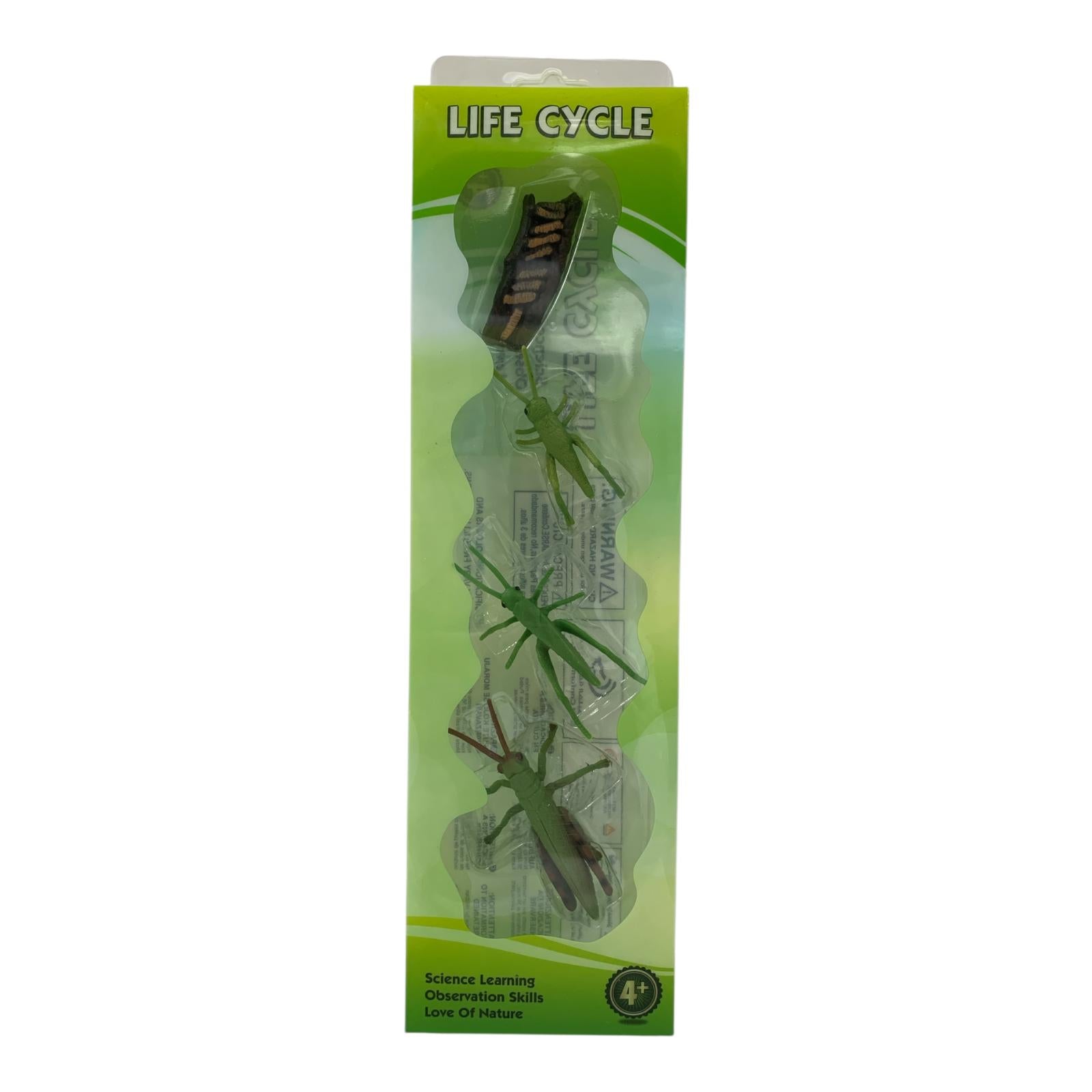 Educational Scientific Toys Life Cycle Set Grasshopper || مجموعة العاب علمية دورة حياة الجندب