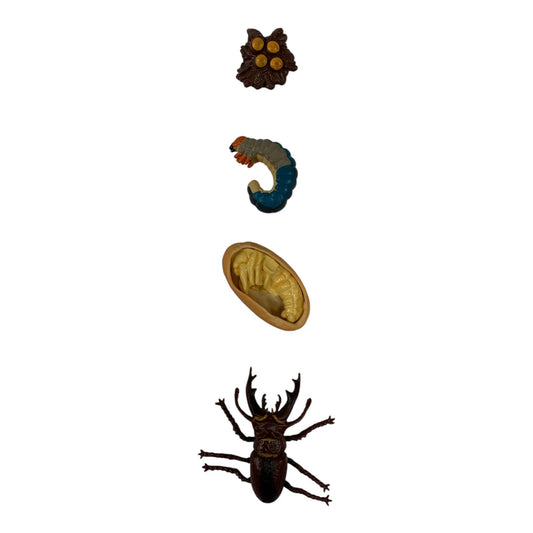 Educational Scientific Toys Life Cycle Set Bettle || مجموعة العاب علمية دورة حياة الخنفساء
