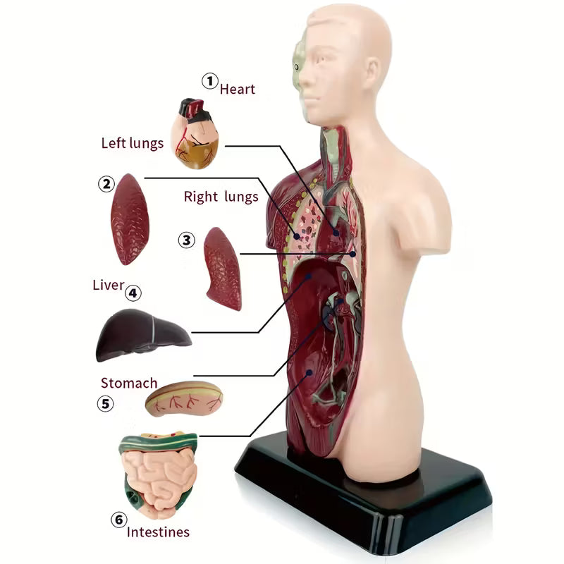 Body Human Anatomy Model Torso Scientific Toy Set  || لعبة علمية اعضاء جسم الانسان من الجذع الى الاعلى