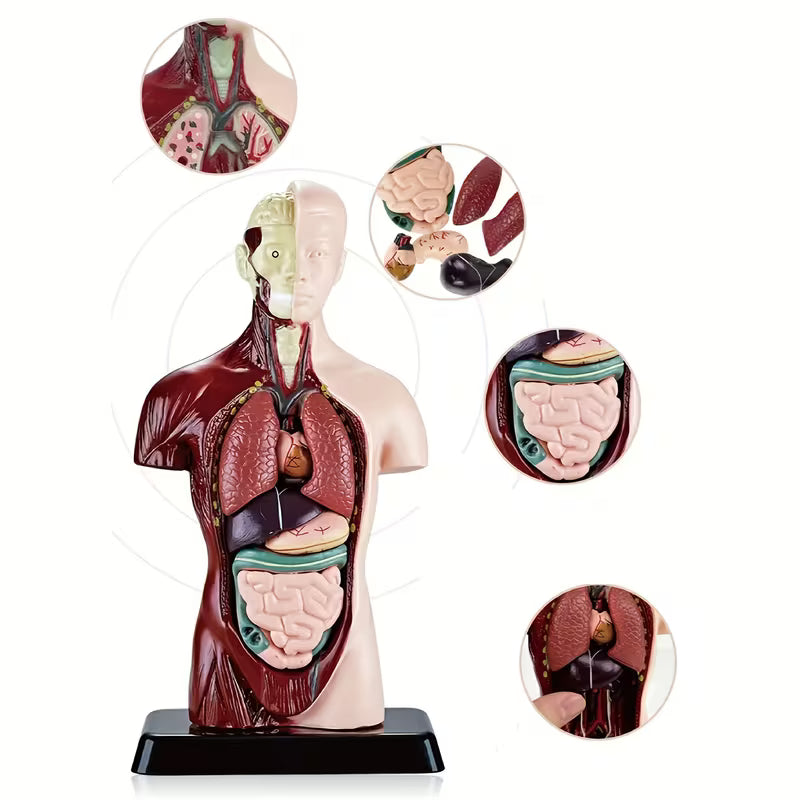 Body Human Anatomy Model Torso Scientific Toy Set  || لعبة علمية اعضاء جسم الانسان من الجذع الى الاعلى